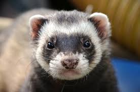 HackMD profile picture for @Ferrets
